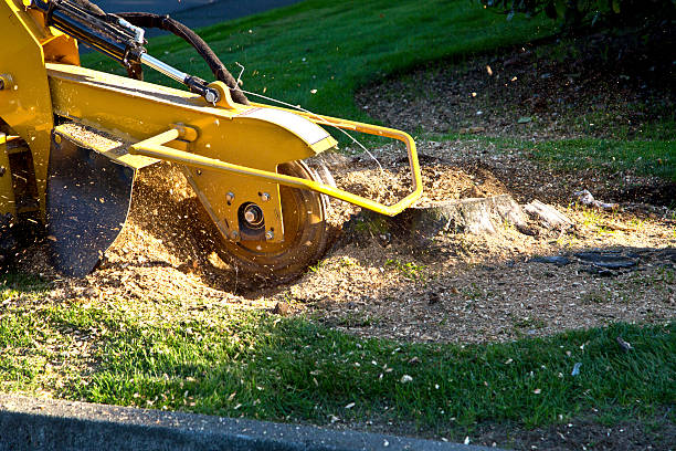 Best Root Management and Removal  in Cowarts, AL