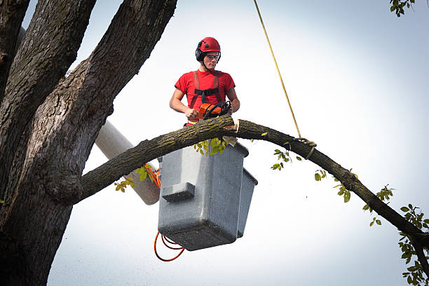 Best Tree Cabling and Bracing  in Cowarts, AL