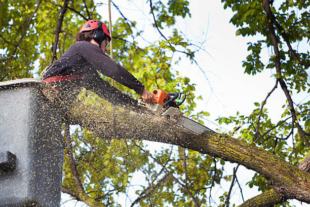 Best Lawn Watering Services  in Cowarts, AL